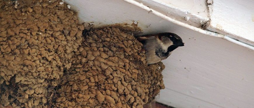 Ekspertyza ornitologiczno-chiropterologiczna jako dokument niezbędny do prowadzenia prac budowlanych w budynkach, w szczególności termomodernizacji
